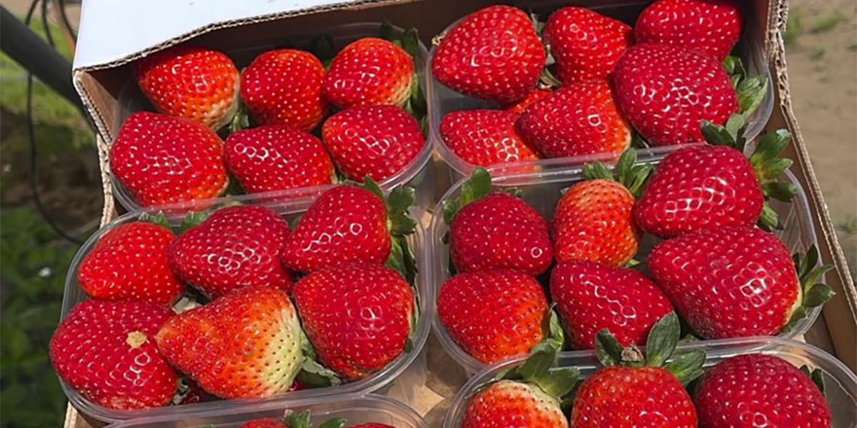 Fragole, inizio positivo ma non esaltante: a reparto vengono “nascoste”